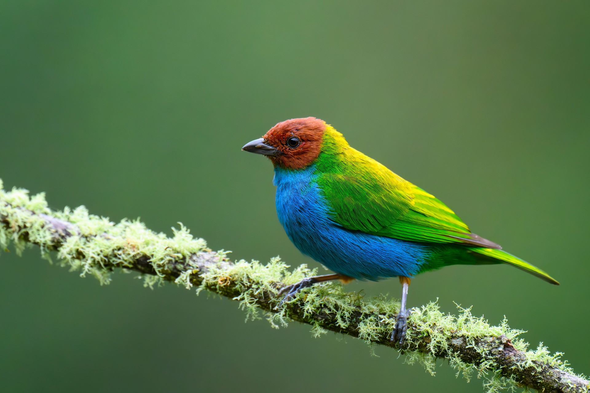 Bay-headed Tanager, spectacular bird of Colombia