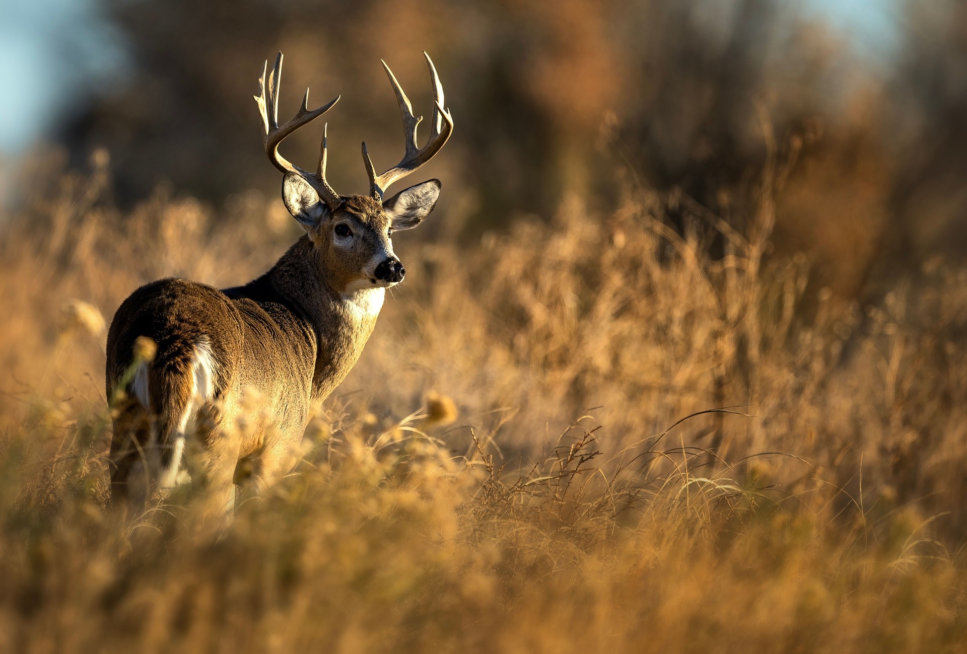 White-tailed deer buck during the fall rut