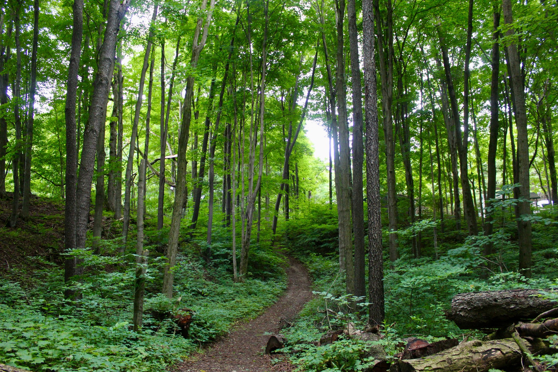 Winding Path In The Trees
