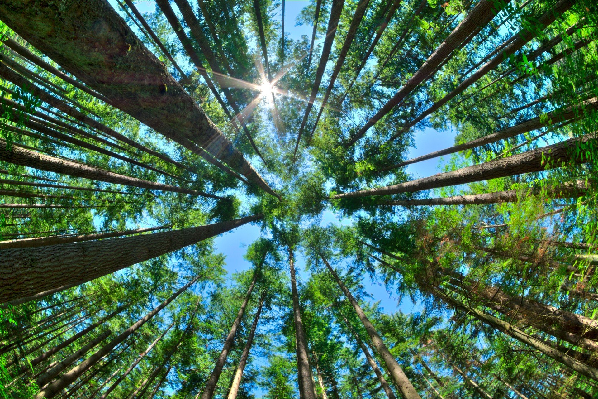 Look up in a dense pine forest